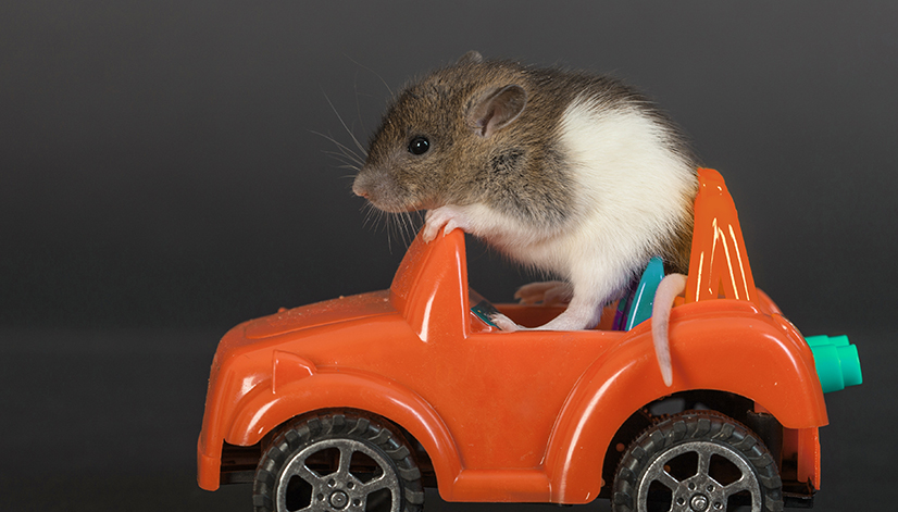 The Risky Business of Rodents and Rides